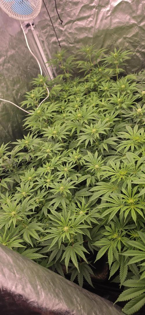 4x4 600w multi variety. Week 9 - Ranibow truffle 1 and 2