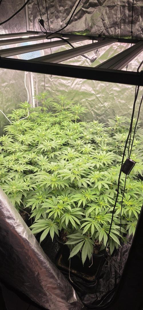 4x4 600w multi variety. Week 9 - Apple banana on the first plan