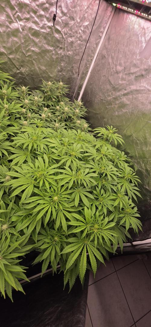 4x4 600w multi variety. Week 10 - Apple banana