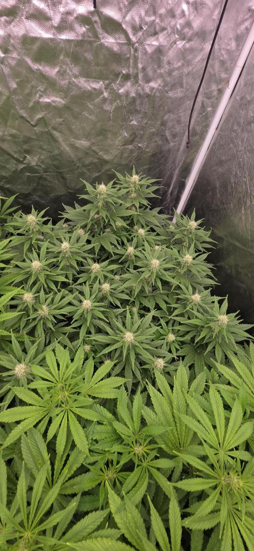 4x4 600w multi variety. Week 10