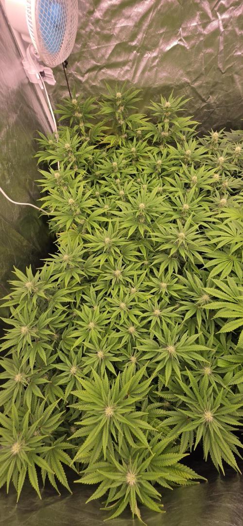 4x4 600w multi variety. Week 10