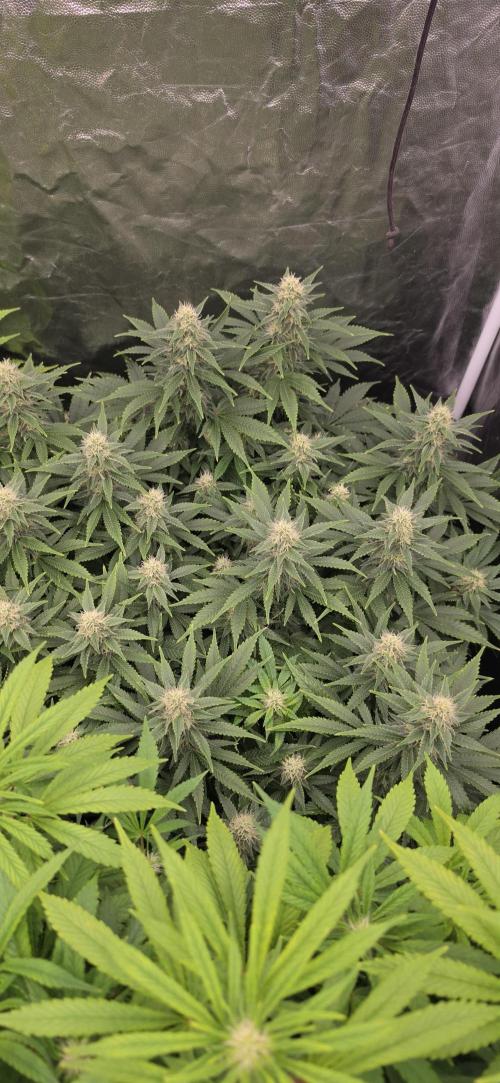 4x4 600w multi variety. Week 11 - Gator breath