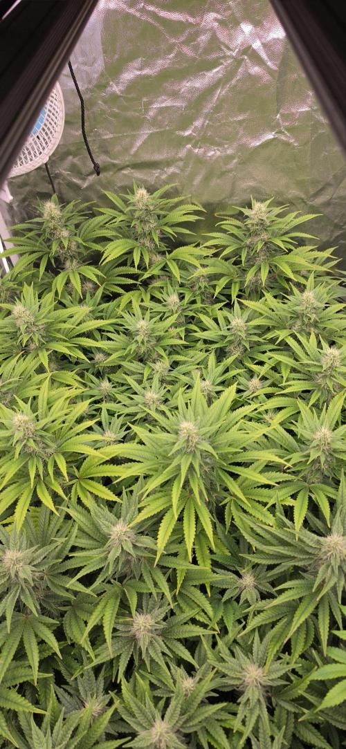 4x4 600w multi variety. Week 11