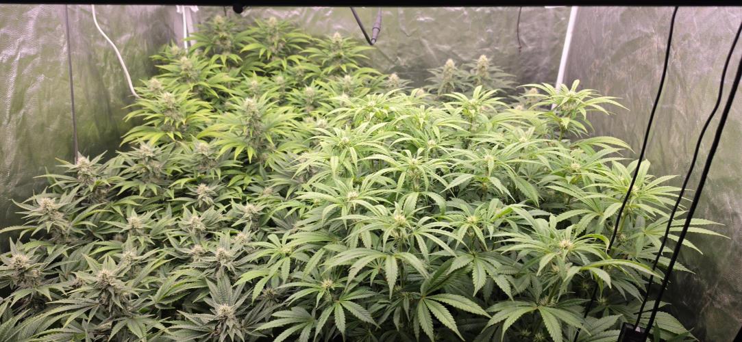 4x4 600w multi variety. Week 11