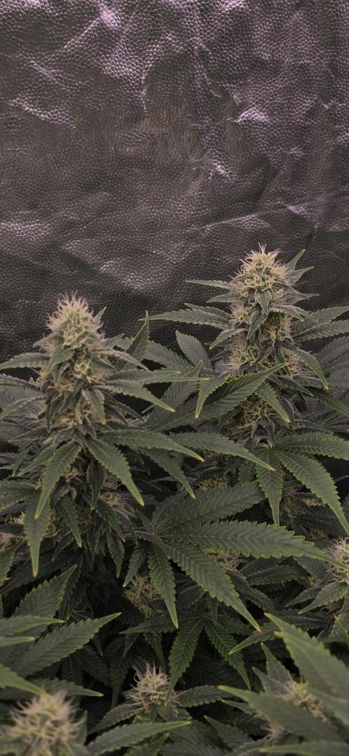 4x4 600w multi variety. Week 11