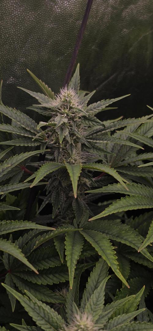 4x4 600w multi variety. Week 11