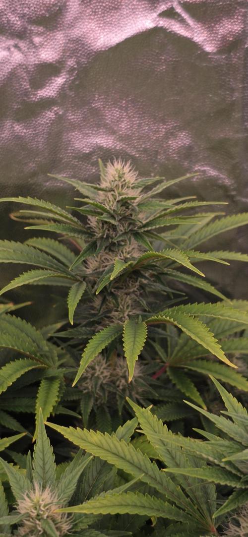 4x4 600w multi variety. Week 11
