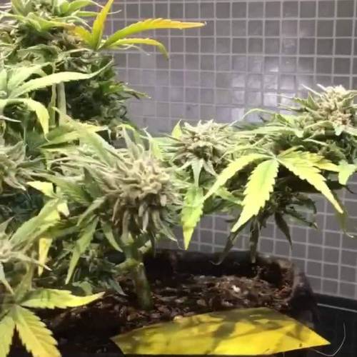 Organic Forum Stomper x Grape Crinkle x2