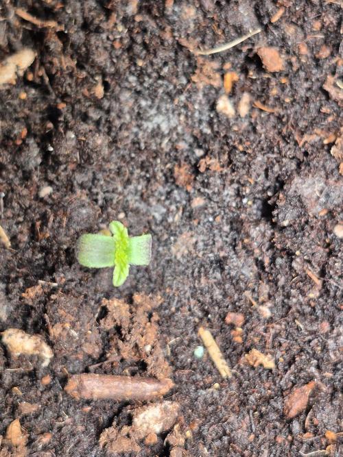 al pineapple express f1. Week 0 - germination, start of the project