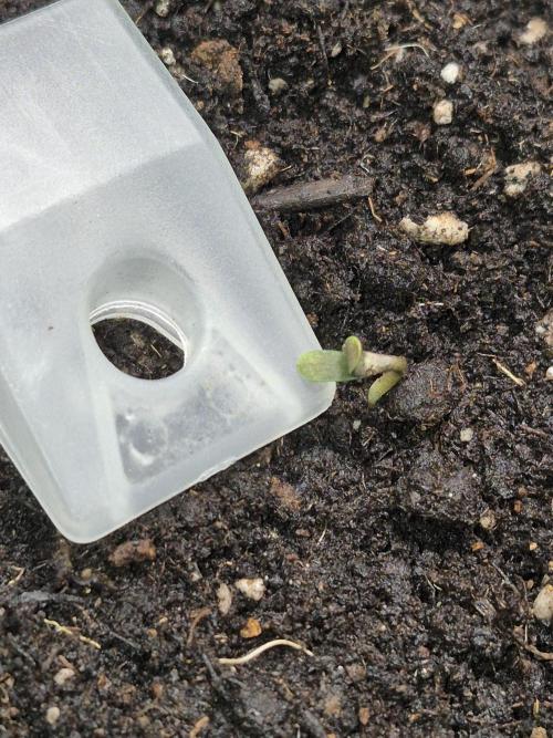 al pineapple express f1. Week 0