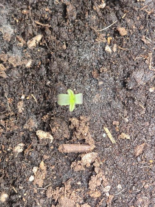 al pineapple express f1. Week 0