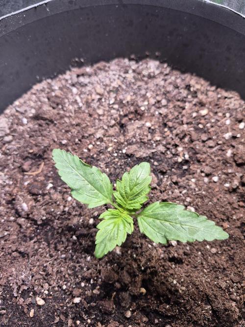 al pineapple express f1. Week 1