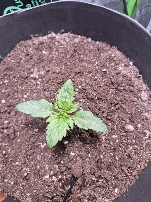 al pineapple express f1. Week 1