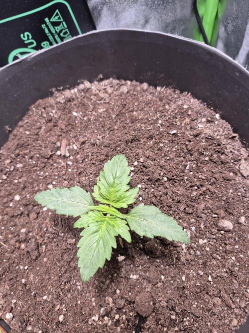 al pineapple express f1. Week 1