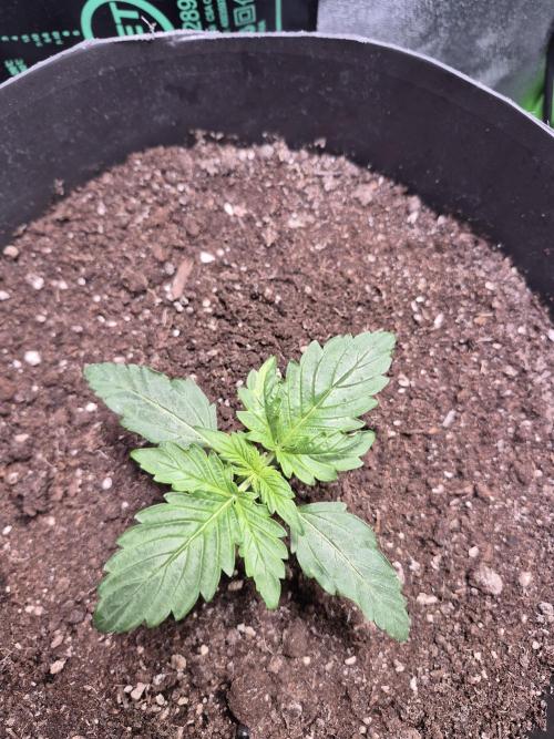 al pineapple express f1. Week 1