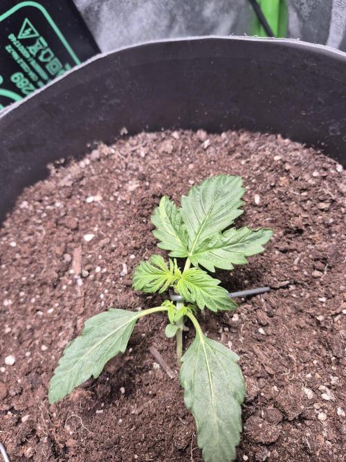 al pineapple express f1. Week 2