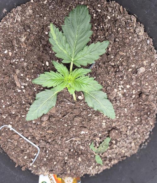 al pineapple express f1. Week 2