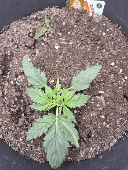 al pineapple express f1. Week 2