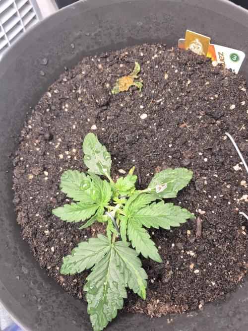 al pineapple express f1. Week 2