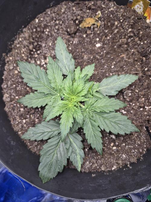 al pineapple express f1. Week 3 - 1