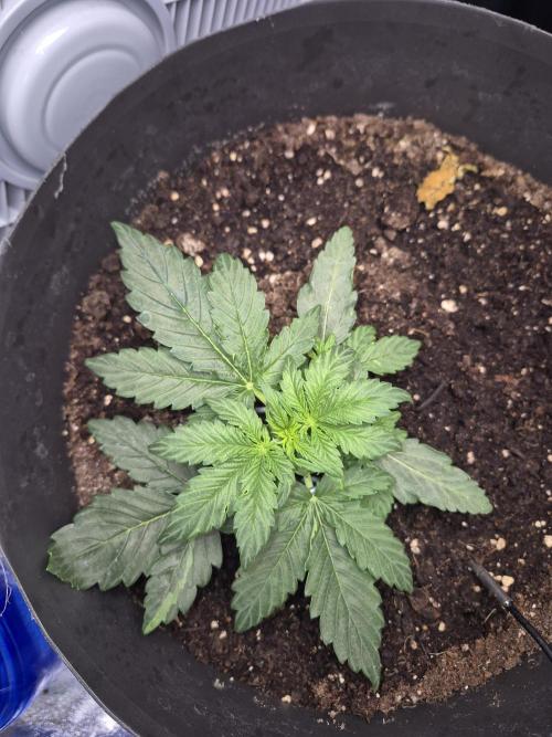 al pineapple express f1. Week 3 - 2
