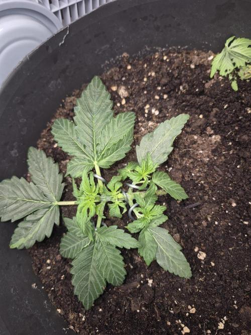 al pineapple express f1. Week 3 - 3