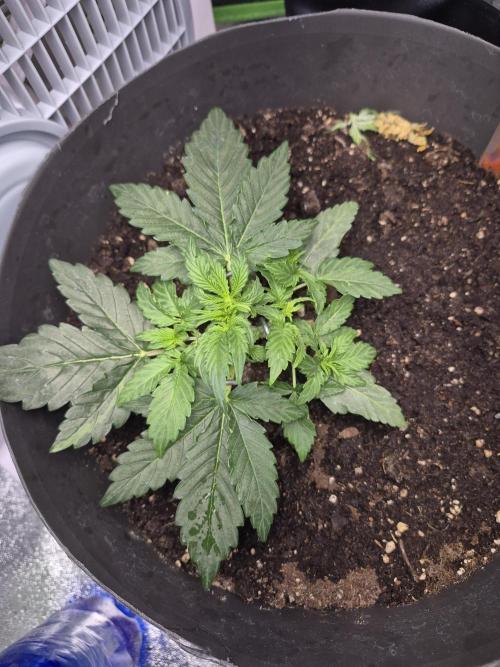 al pineapple express f1. Week 3 - 4
