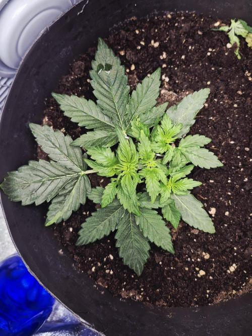 al pineapple express f1. Week 4 - 1