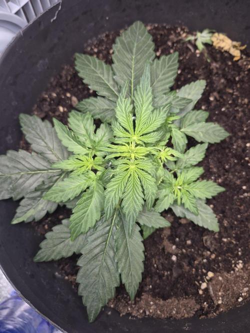 al pineapple express f1. Week 4 - 2