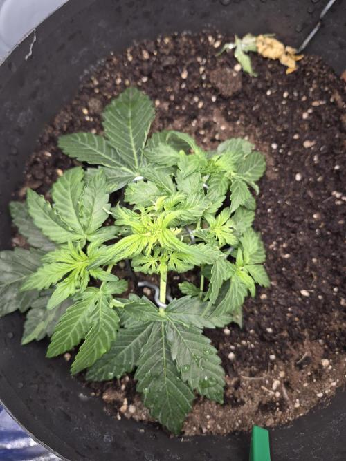 al pineapple express f1. Week 4 - 3