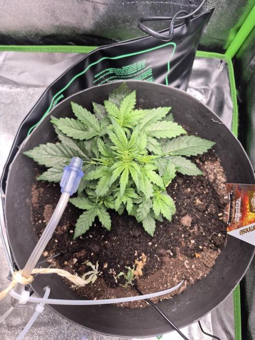 al pineapple express f1. Week 4 - 4