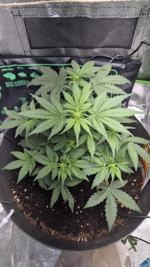 al pineapple express f1. Week 5 - Here is my plant this rather vigorous I think starts a slight input of cal 