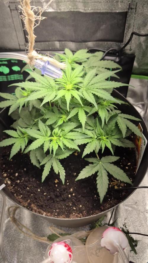 al pineapple express f1