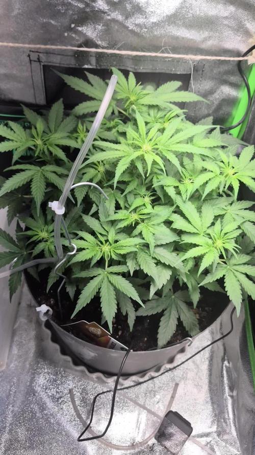 al pineapple express f1