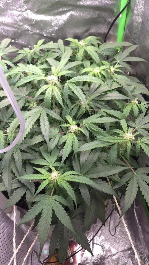 al pineapple express f1