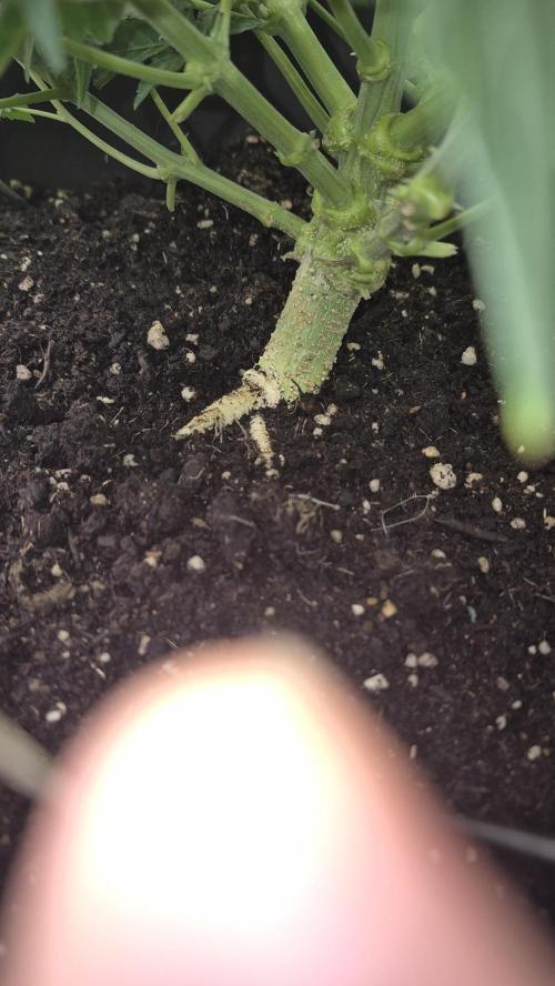 al pineapple express f1. Week 7