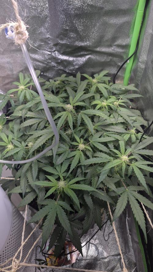 al pineapple express f1. Week 7