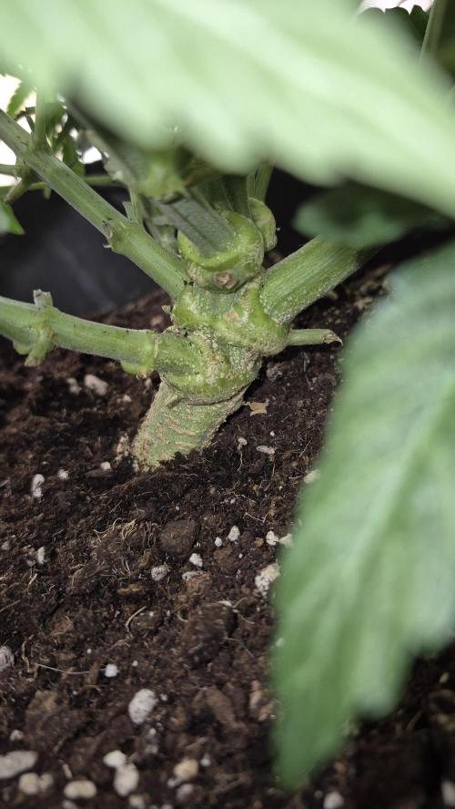 al pineapple express f1. Week 7