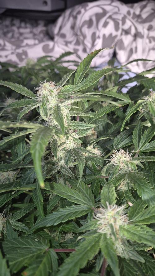 al pineapple express f1. Week 8