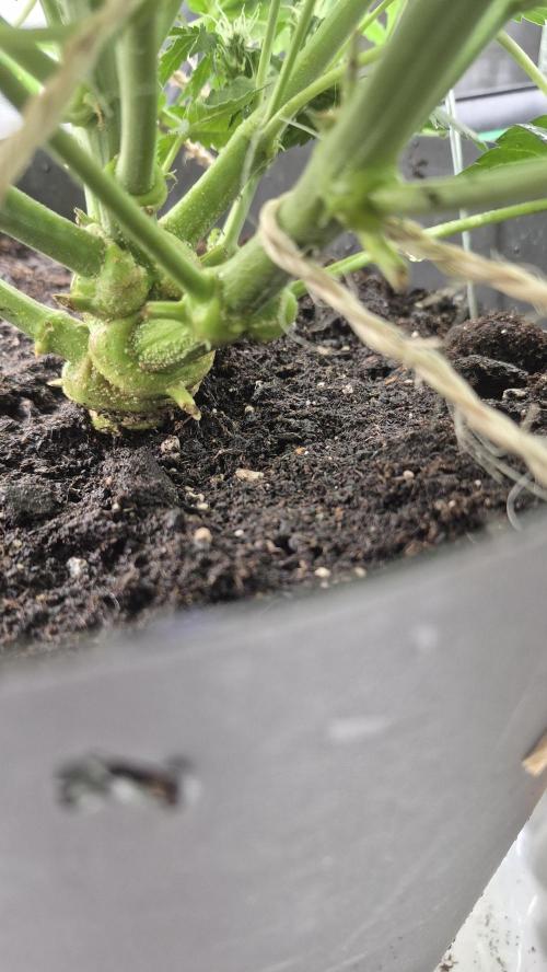 al pineapple express f1. Week 8