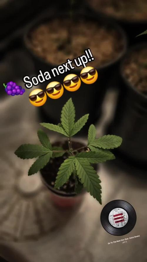 Grapeppy Grape!!