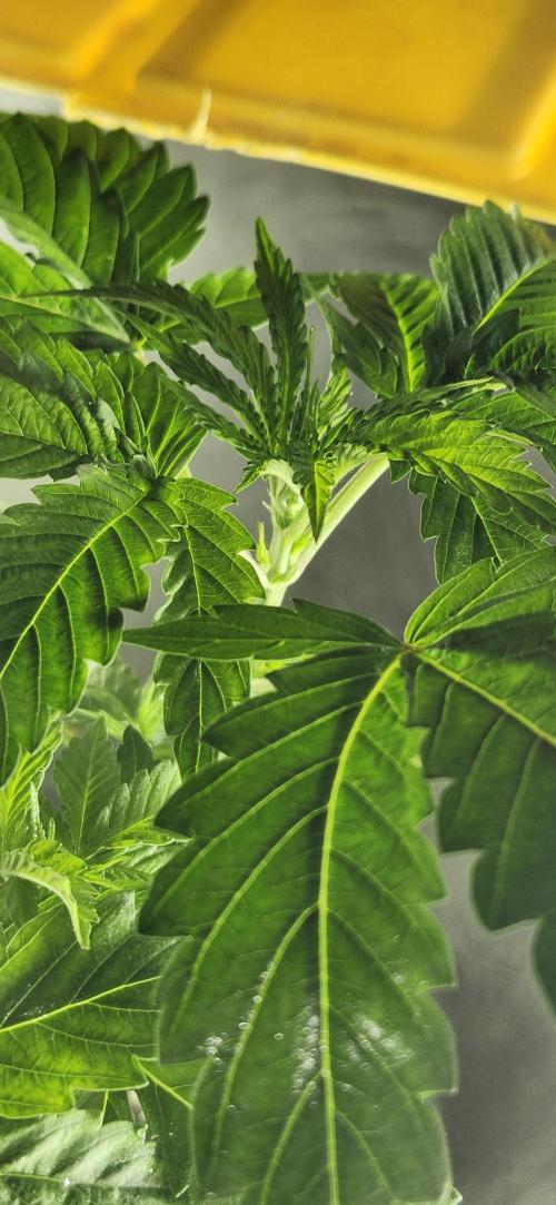 Grapeppy Grape!!. Week 6 - 11/06 tote - Mother