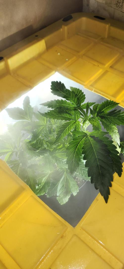 Grapeppy Grape!!. Week 6 - 11/06 tote - Mother