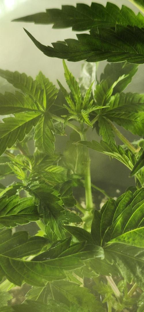 Grapeppy Grape!!. Week 6 - 11/06 tote - Mother