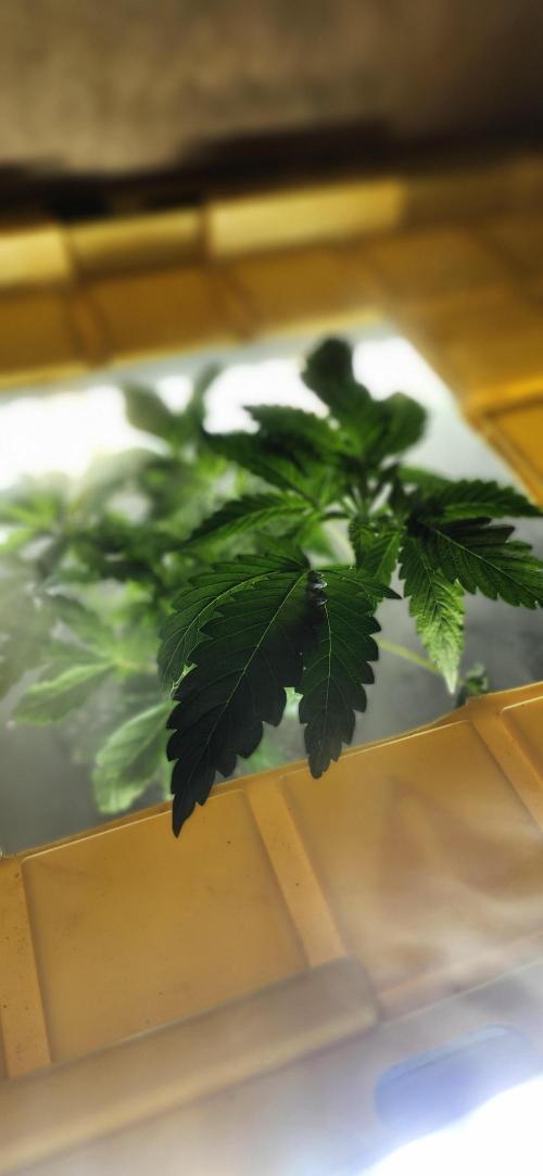 Grapeppy Grape!!. Week 6 - 11/06 tote - Mother