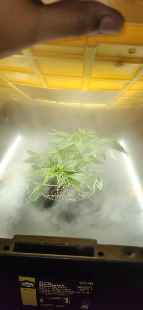 Grapeppy Grape!!. Week 6 - 11/06 tote - Mother