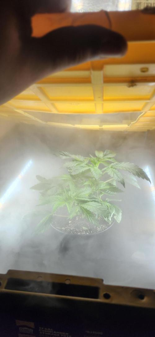 Grapeppy Grape!!. Week 6 - 11/06 tote - Mother