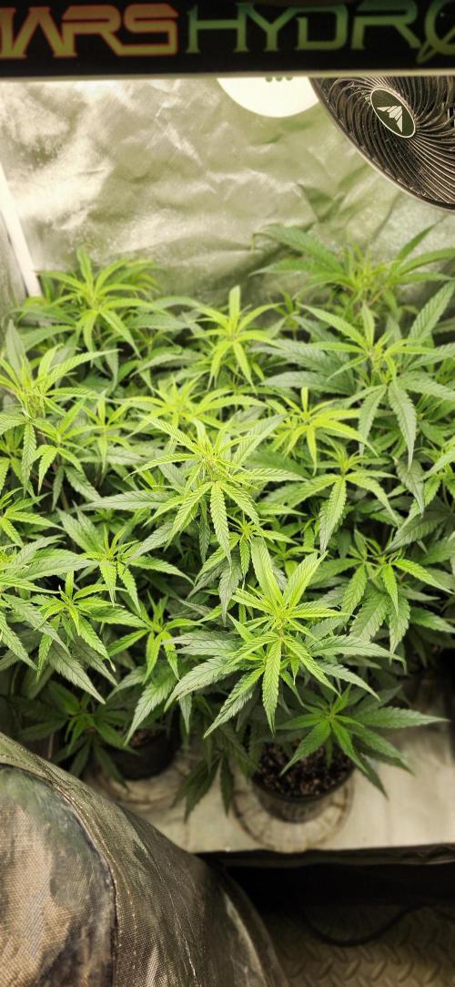 HAZE DRIP!!!. Week 18 - 11/07 - 2x2