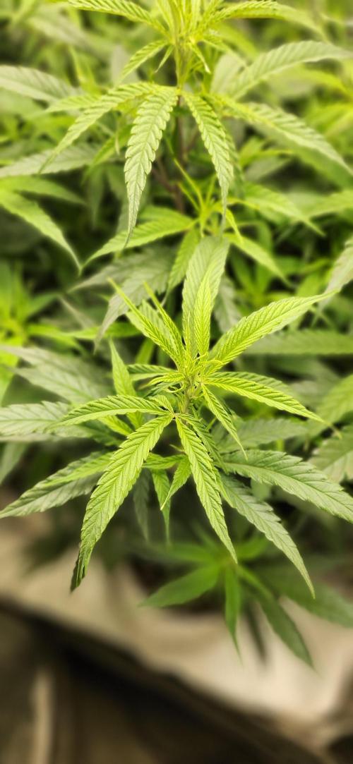 HAZE DRIP!!!. Week 18 - 11/07 - 2x2