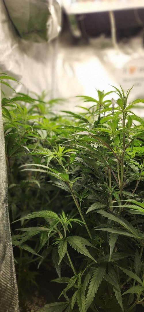 HAZE DRIP!!!. Week 18 - 11/07 - 2x2